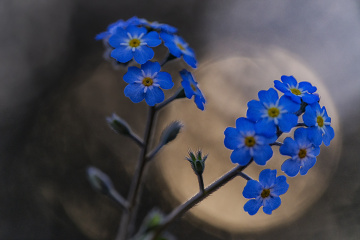 Mavi Kır Çiçekleri - Unutma Beni Çiçeği - Myosotis