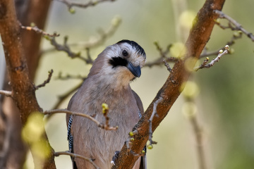 Alakarga / Garrulus glandarius