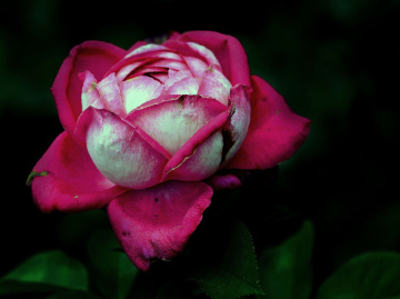 BLÜTE