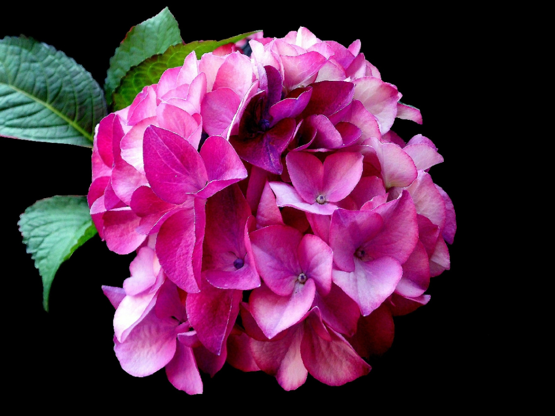 BLÜTEN