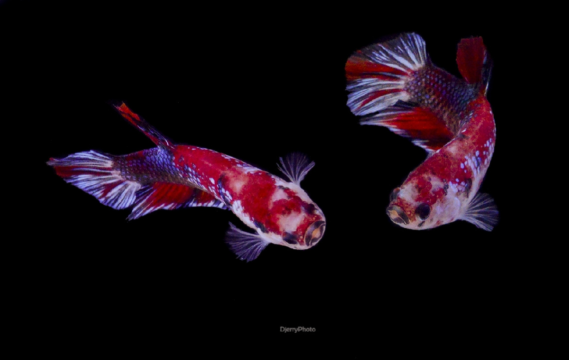 Betta Plakat Koi