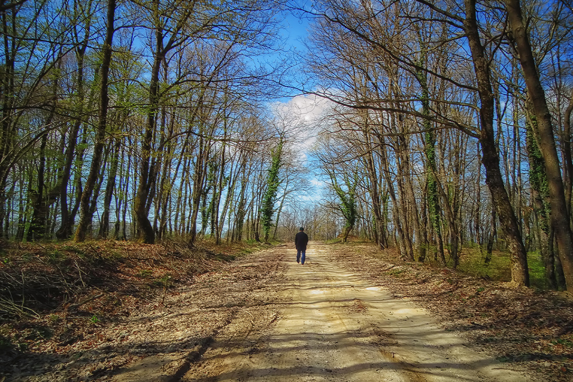 Orman Yolu