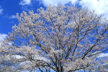 Cherry blossom