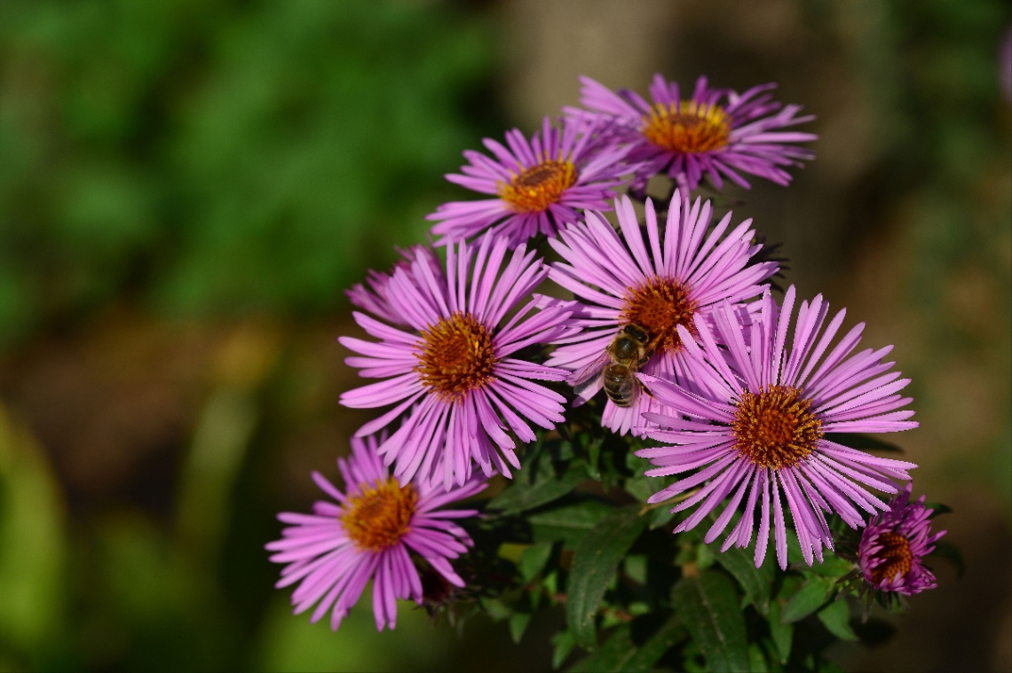 BLÜTEN