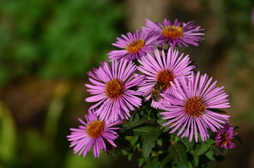 BLÜTEN