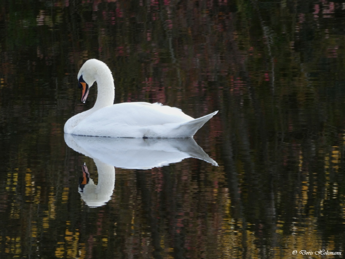 Schwan