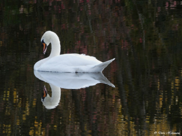 Schwan