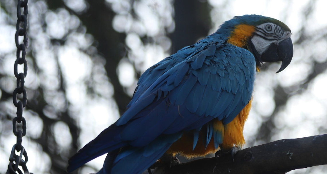 Blue and Yellow
