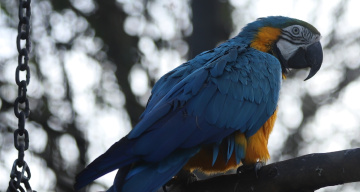 Blue and Yellow