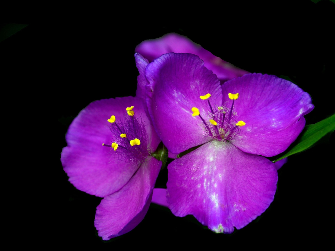 BLÜTEN