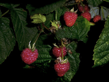 BEEREN