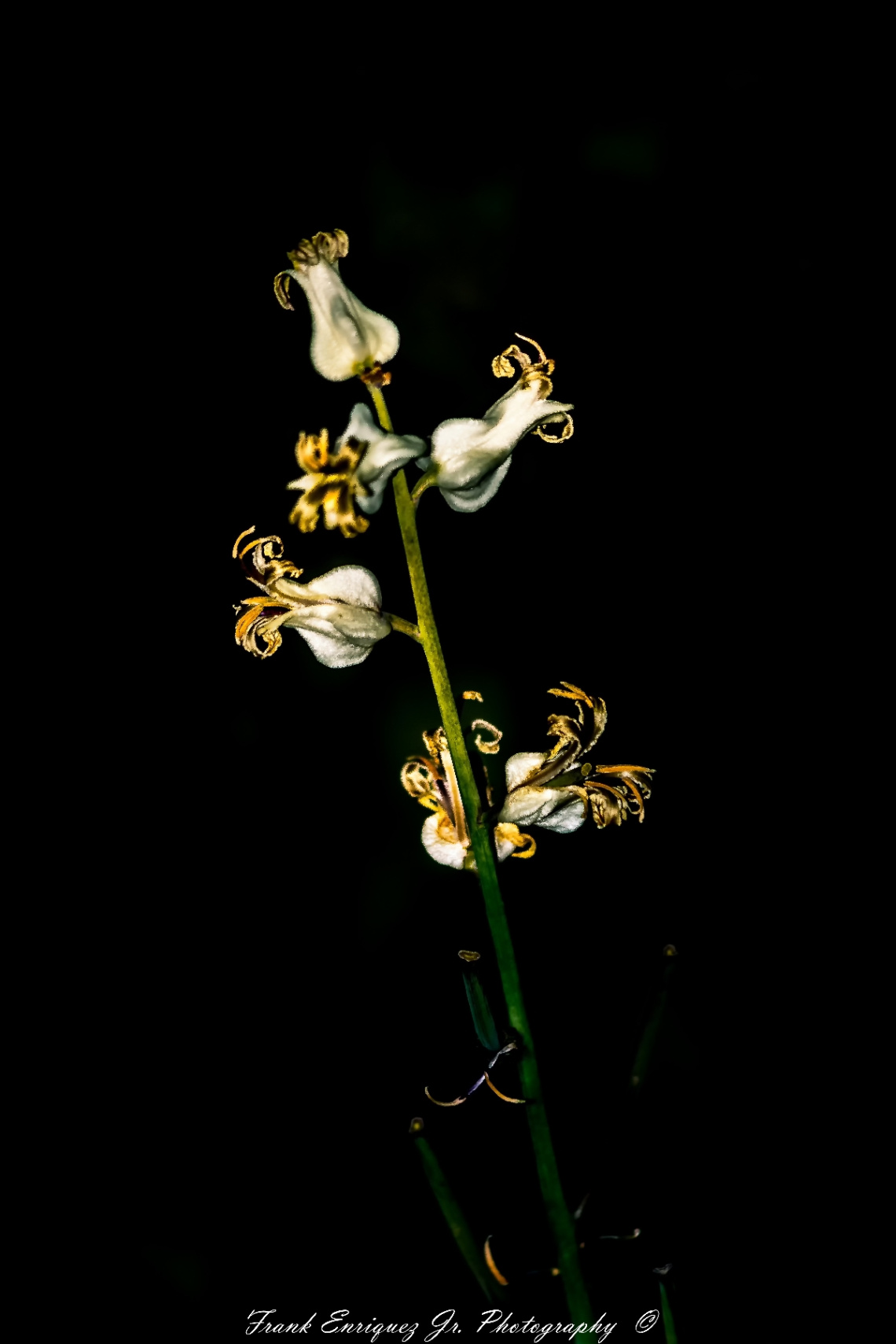NIGHT SONORAN DESERT FLOWER