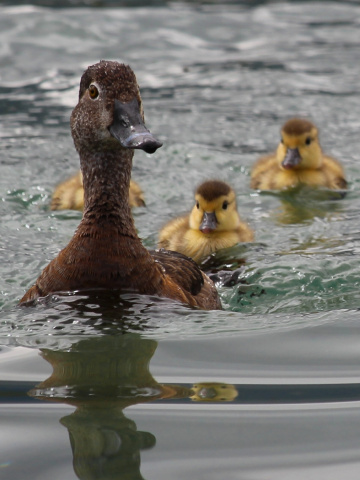 Mama Duck and her Ducklings 
