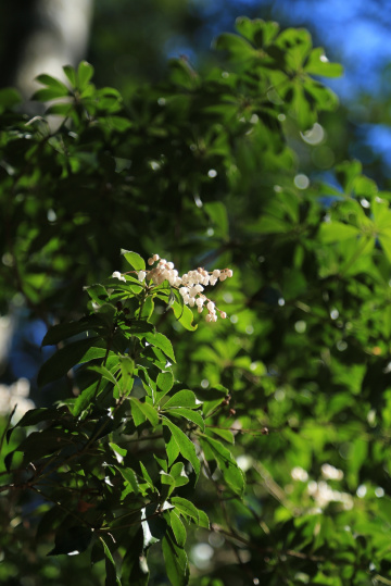 White blossom