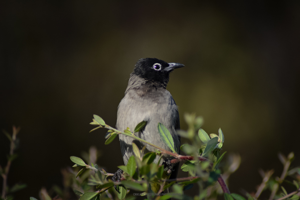 White-spectacled Bulbul