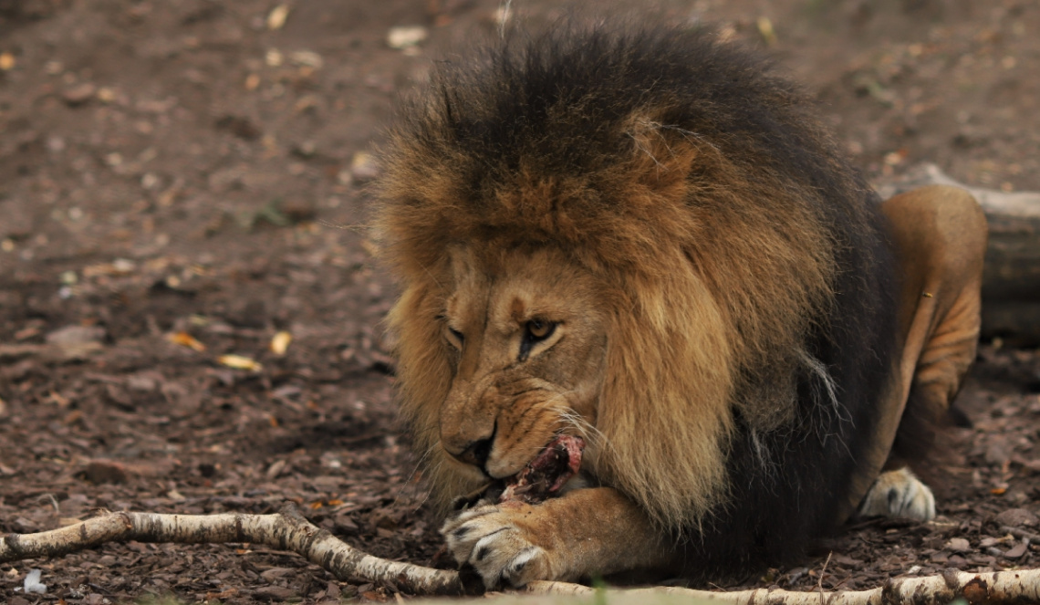 Hungry One