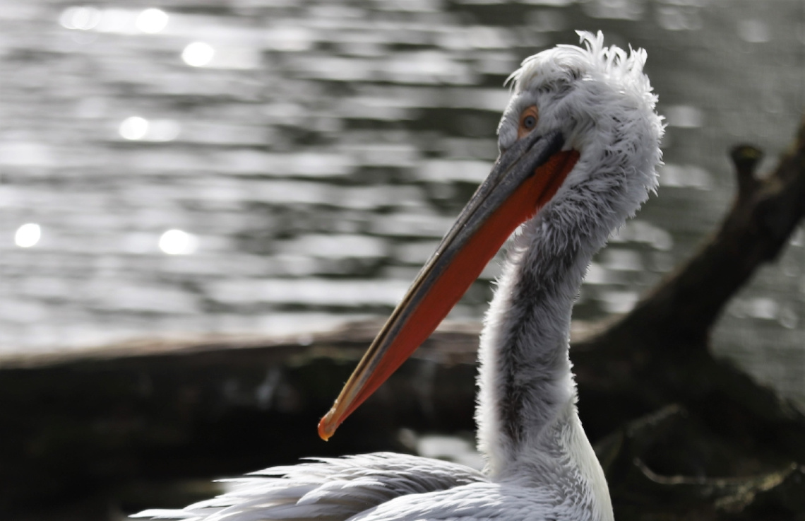 Dalmatian Pelican