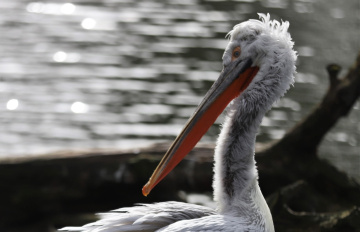 Dalmatian Pelican