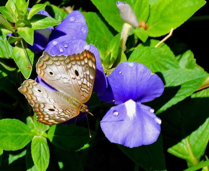 Borboleta 
