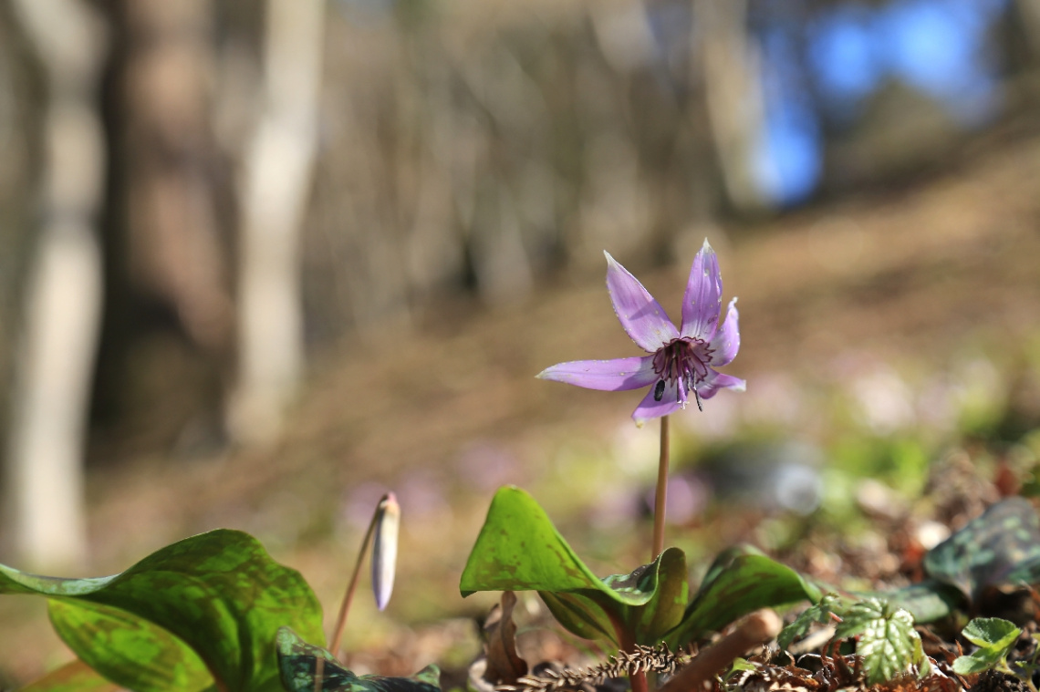 Spring ephemeral