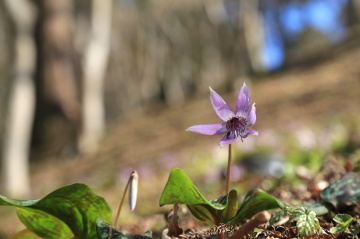 Spring ephemeral