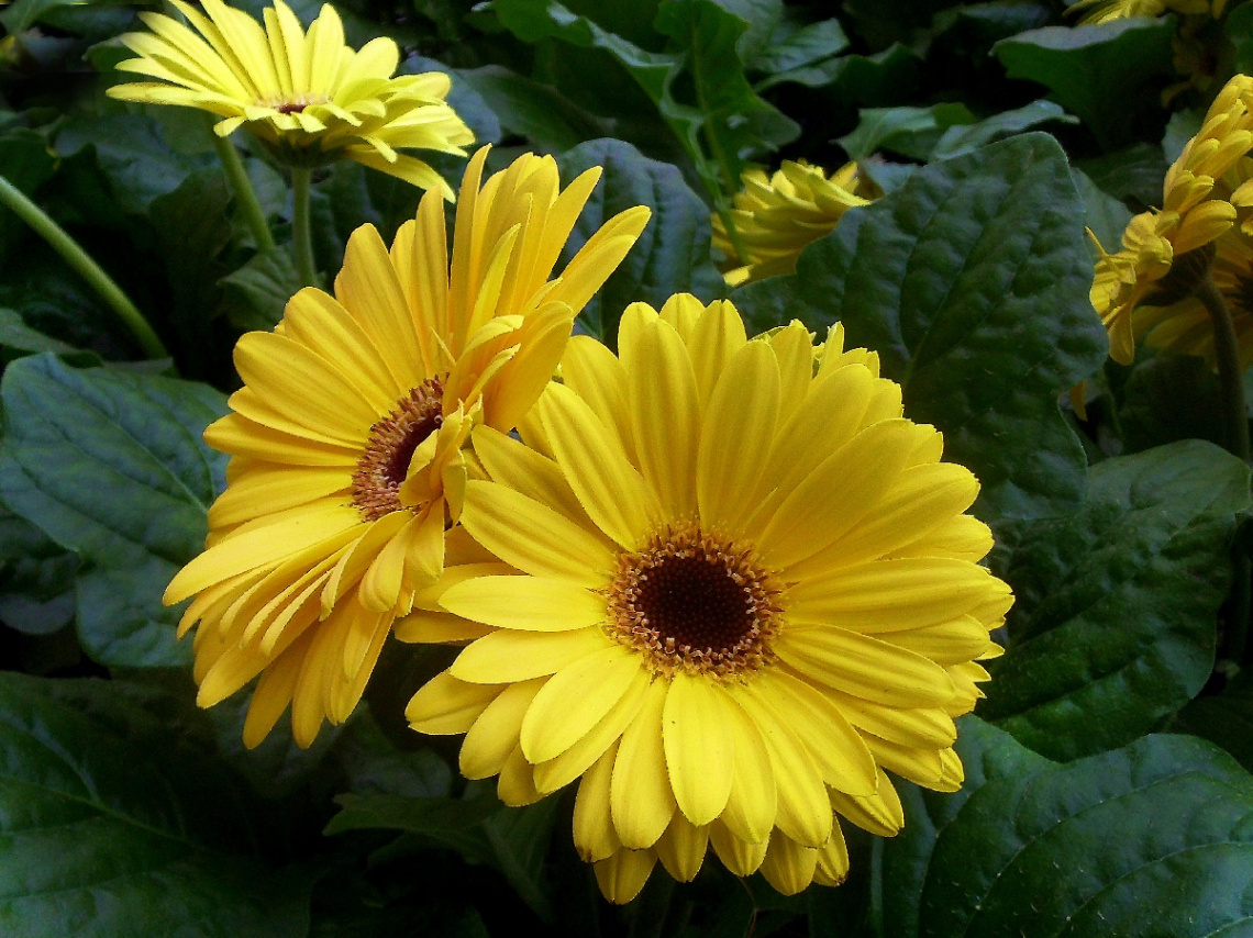 BLÜTEN