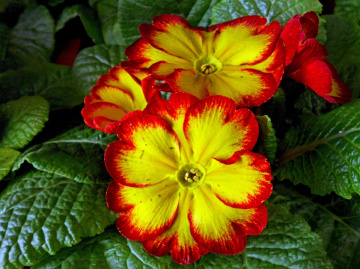 BLÜTEN