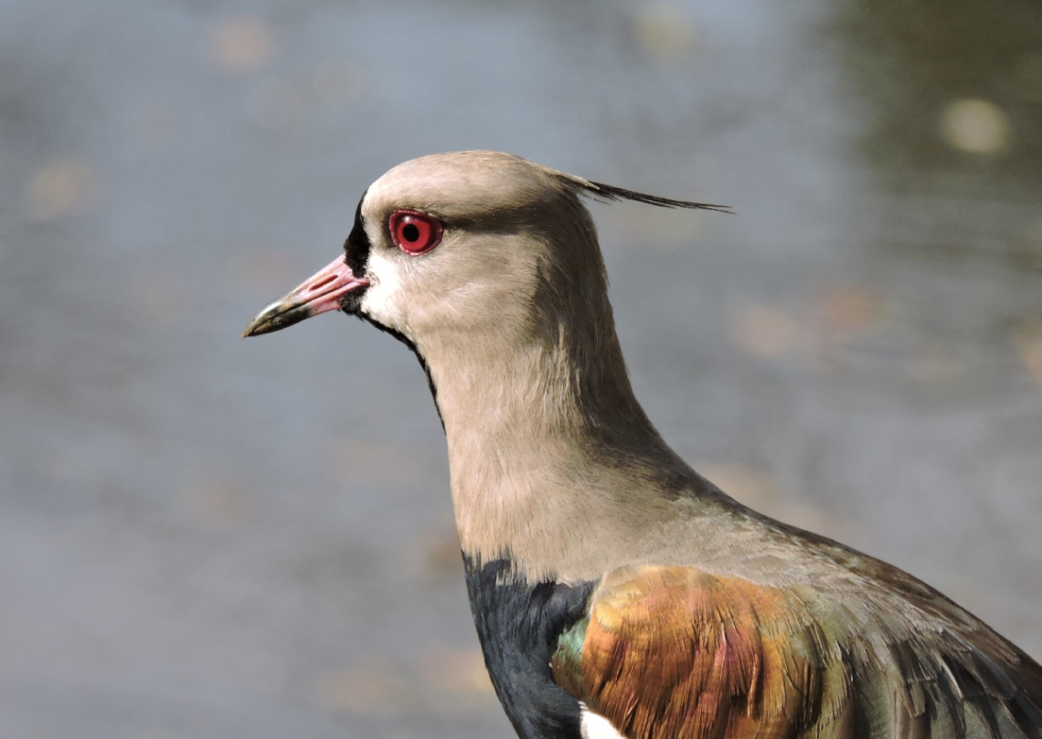 Quero-quero (Vanellus chilensis) 