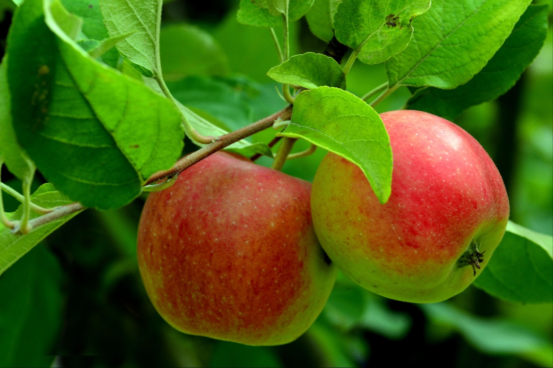 ÄPFEL