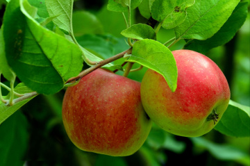 ÄPFEL