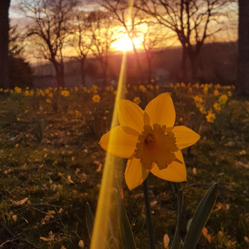 Jonquille au coucher de soleil - Daffodils at the 