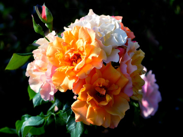 BLÜTEN