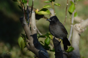 White-spectacled Bulbul