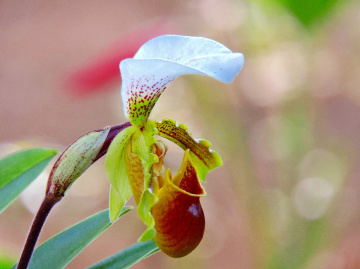 Paphiopedilum orquídea