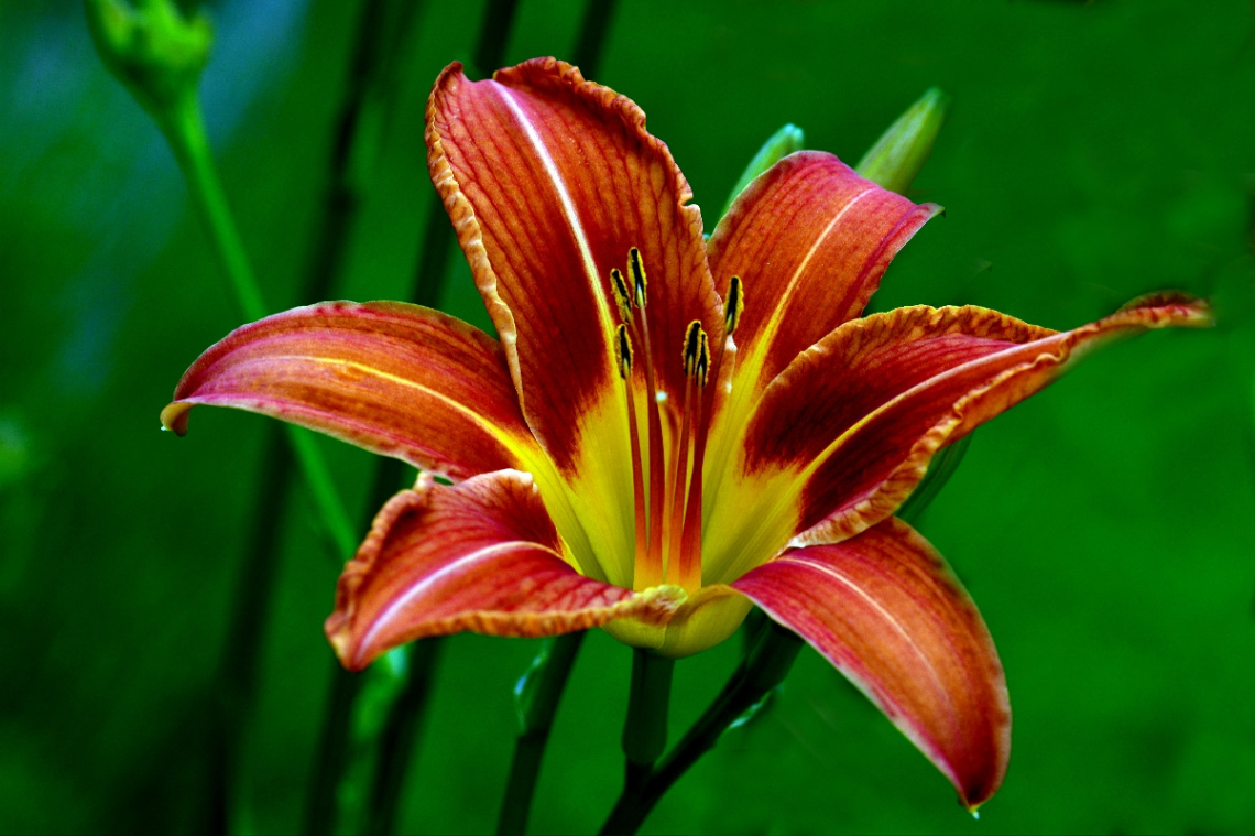BLÜTE