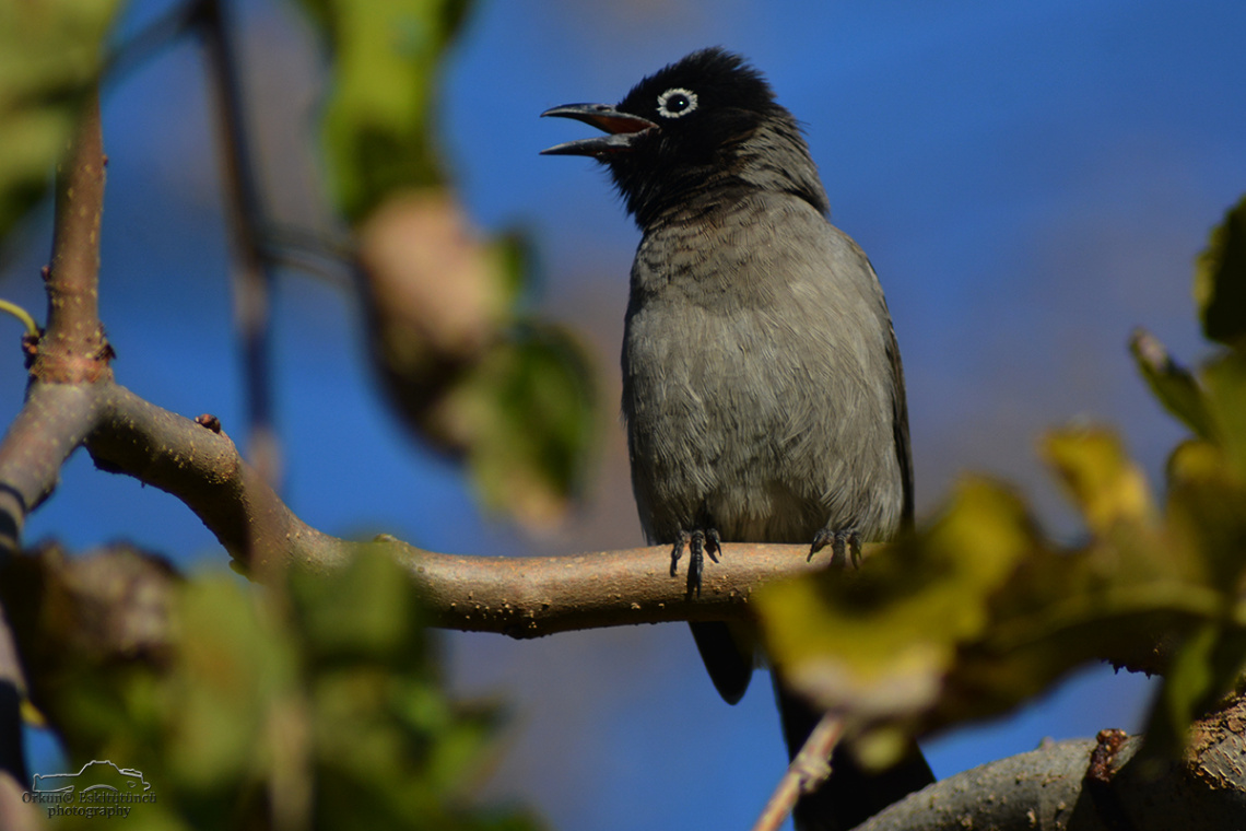 White-spectacled Bulbul