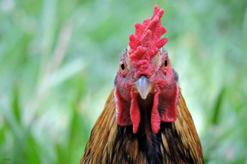 Rooster