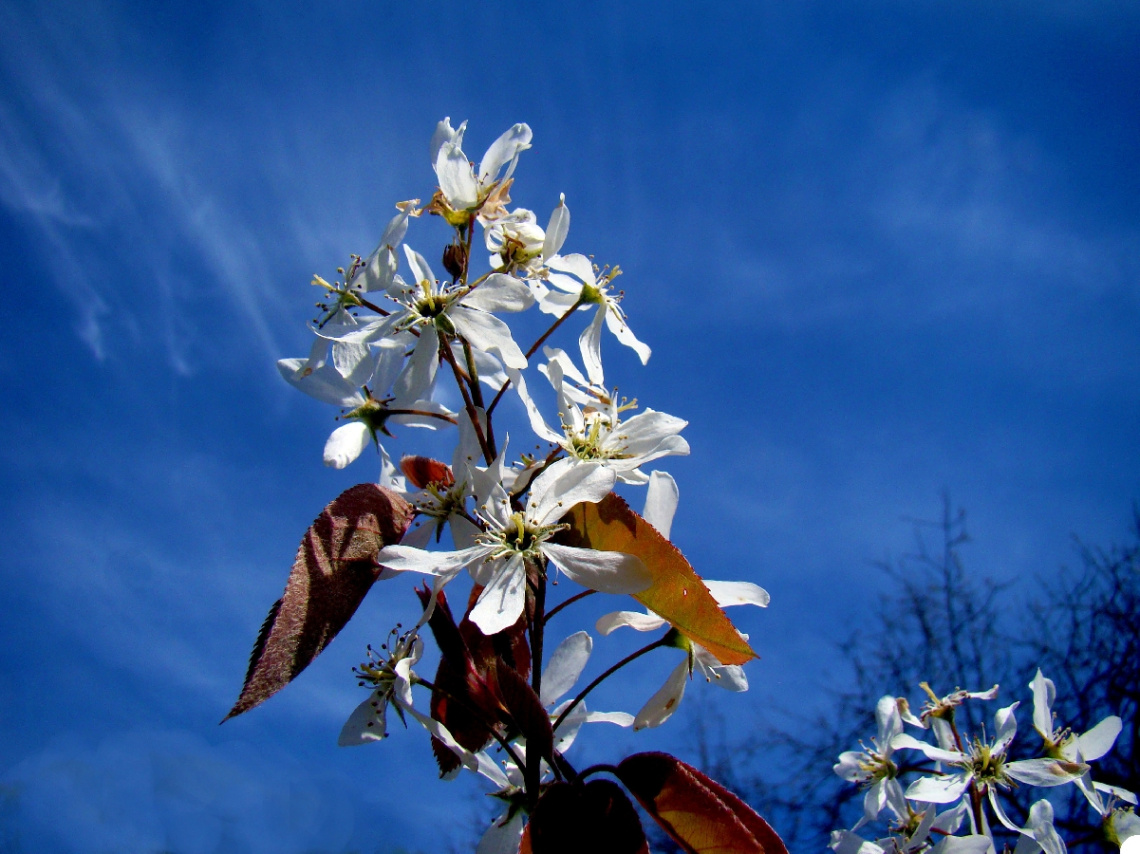 BLÜTEN
