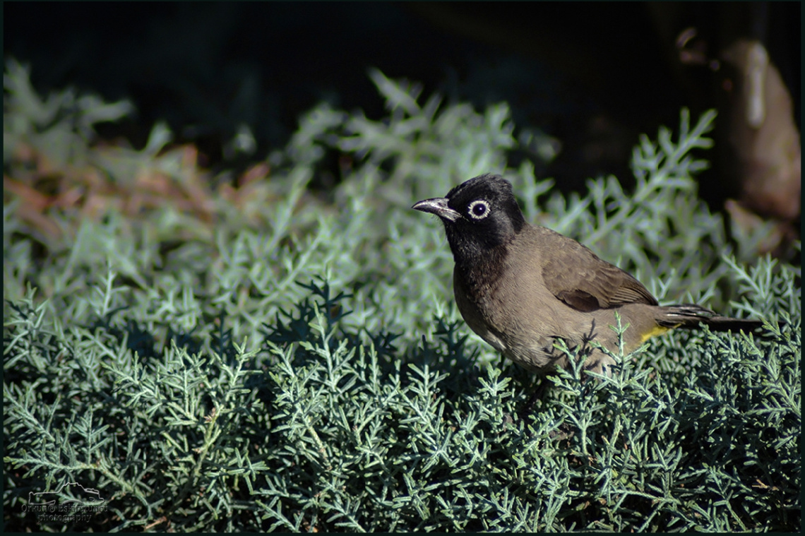 White-spectacled Bulbul