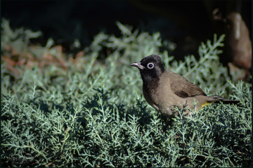 White-spectacled Bulbul