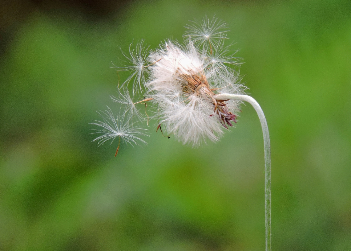 Delicate 