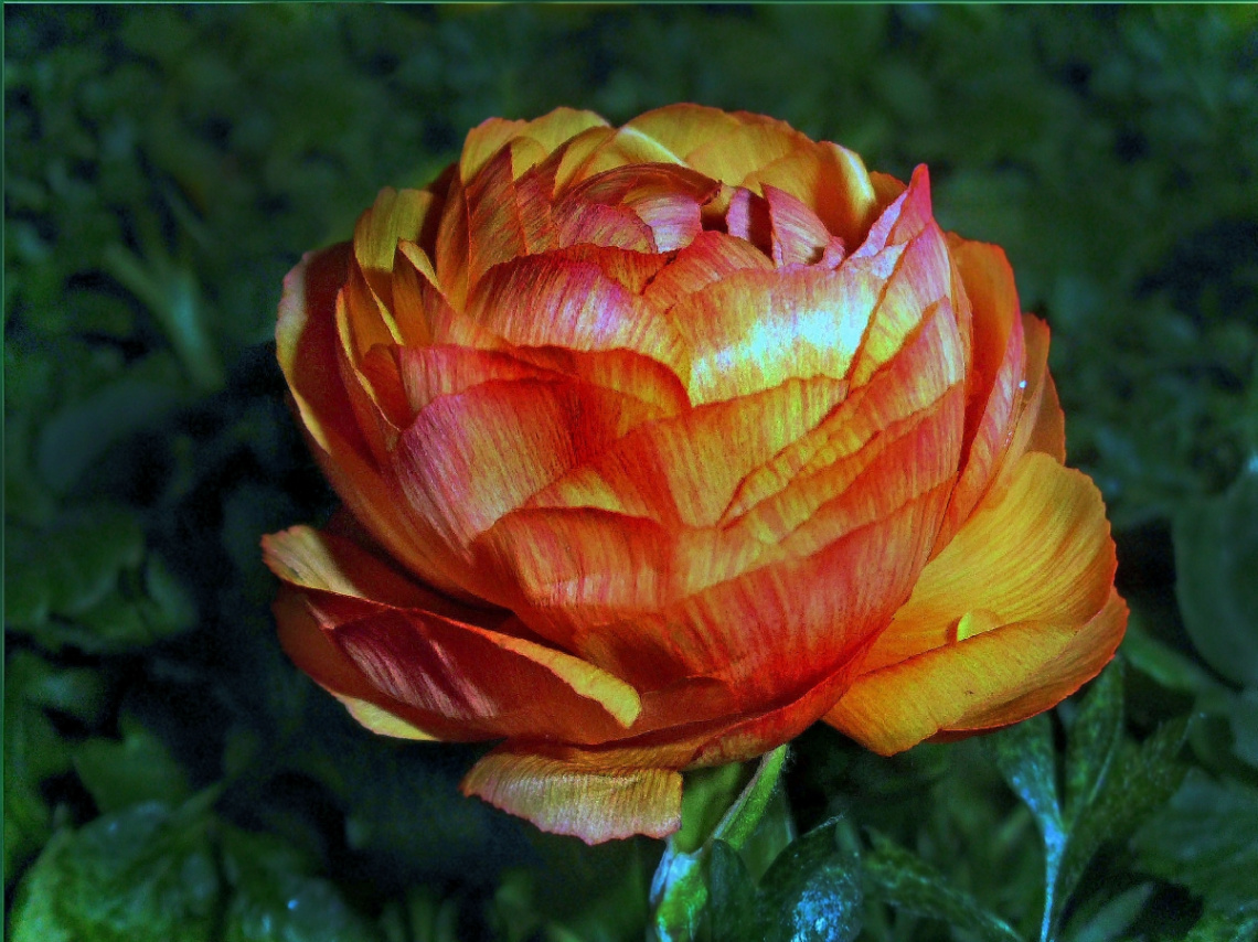 BLÜTE