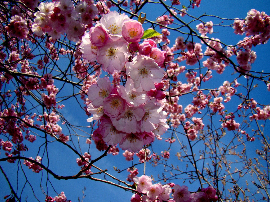 BLÜTEN