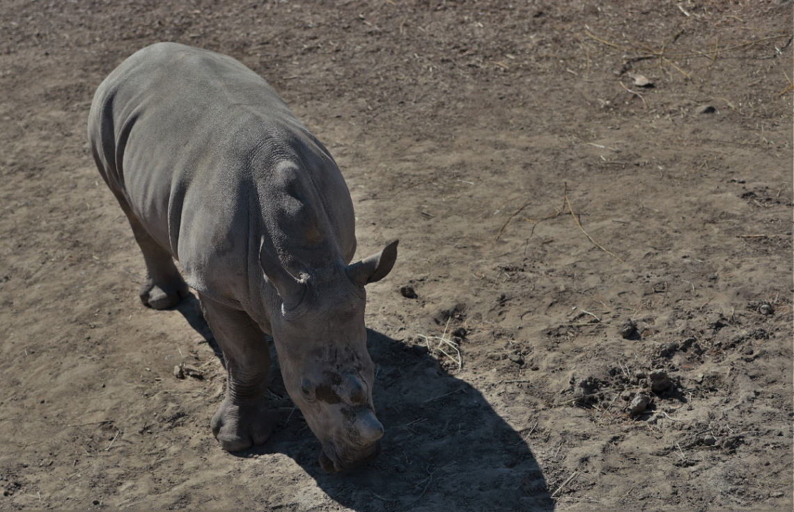 Rhino Moment 