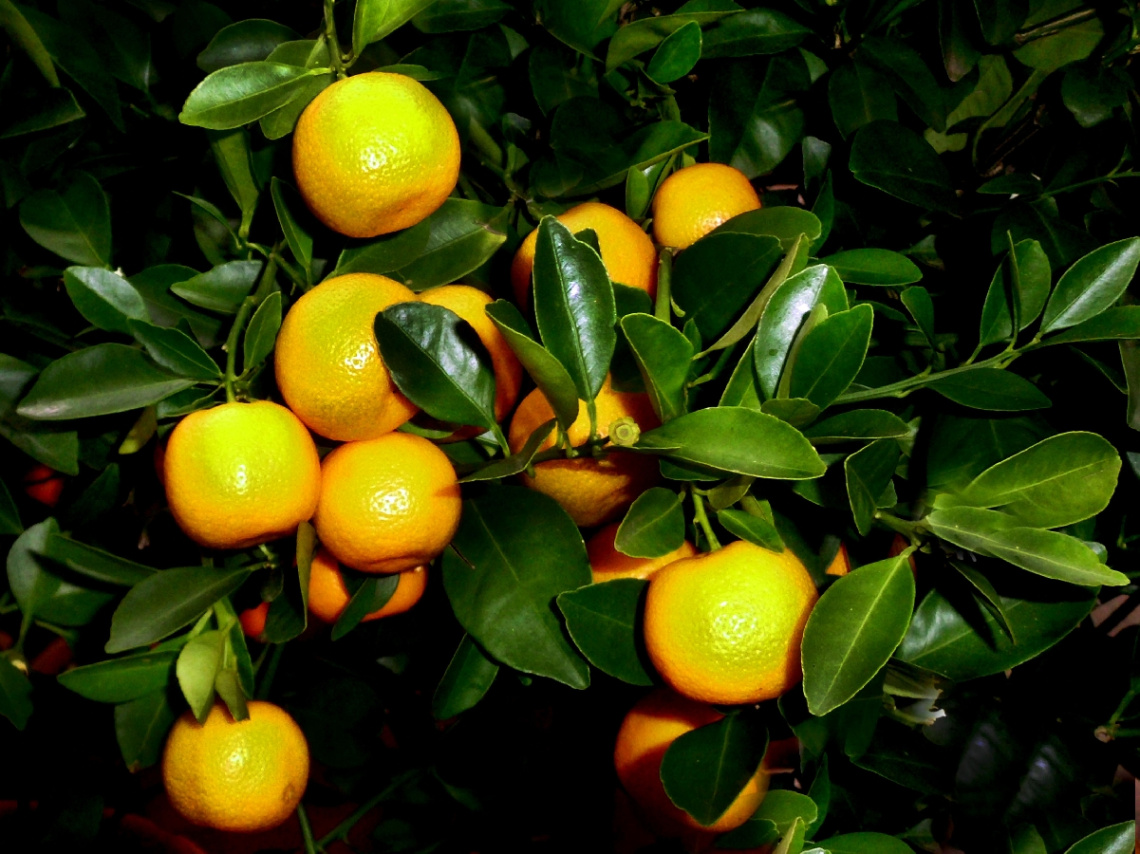 ZITRUSBÄUMCHEN