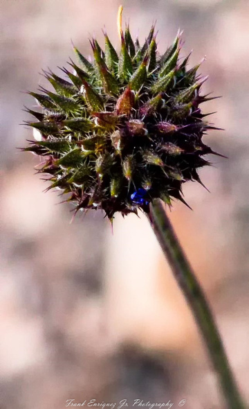 Sonoran Desert Vegetation