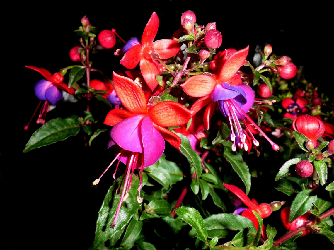 BLÜTEN