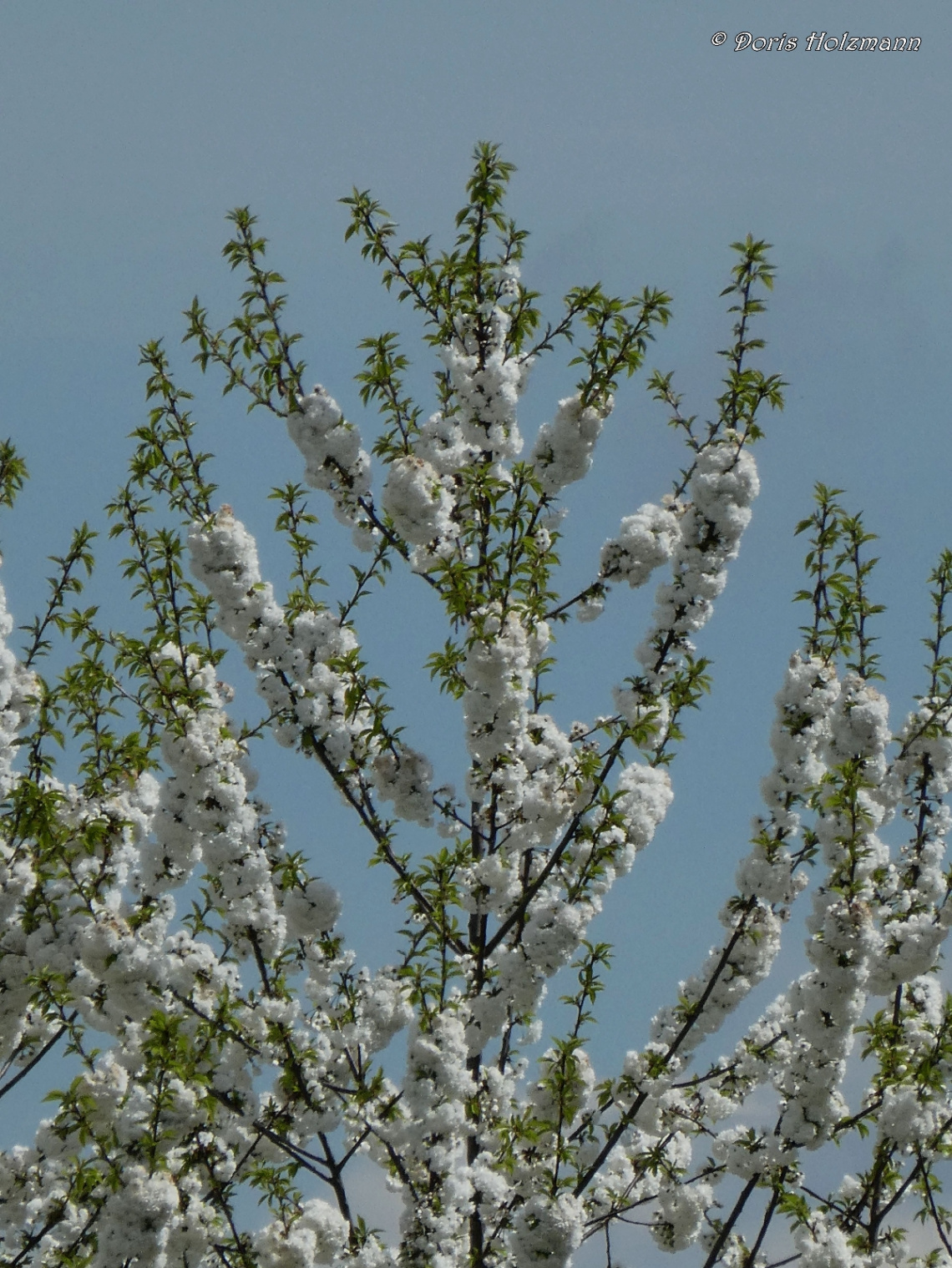 Frühling