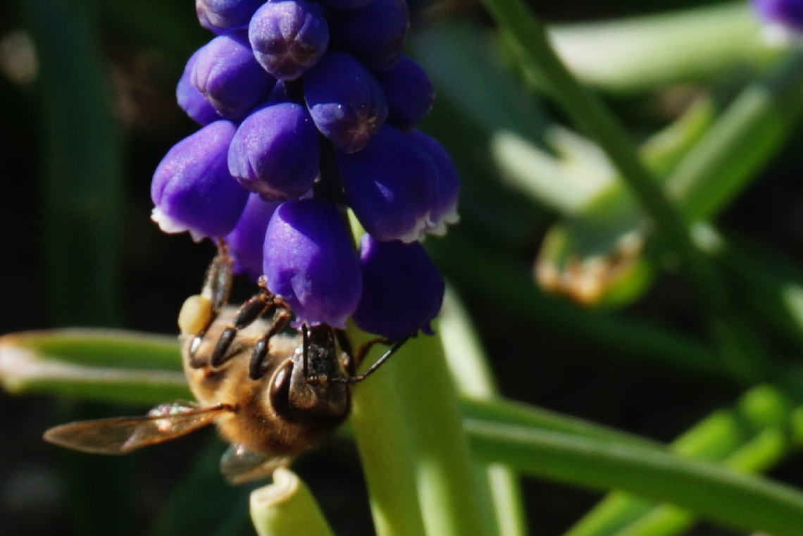 Miniciks Hayatlar  ARI 