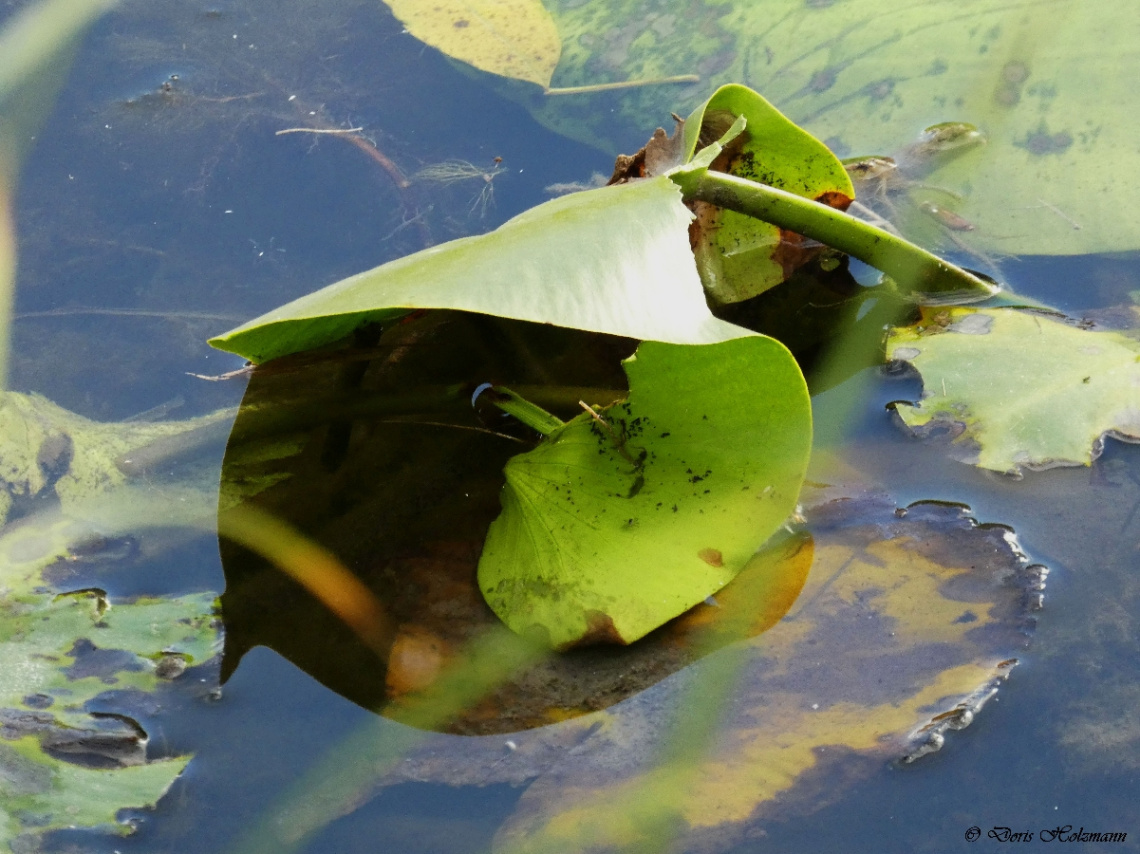 Spiegelung